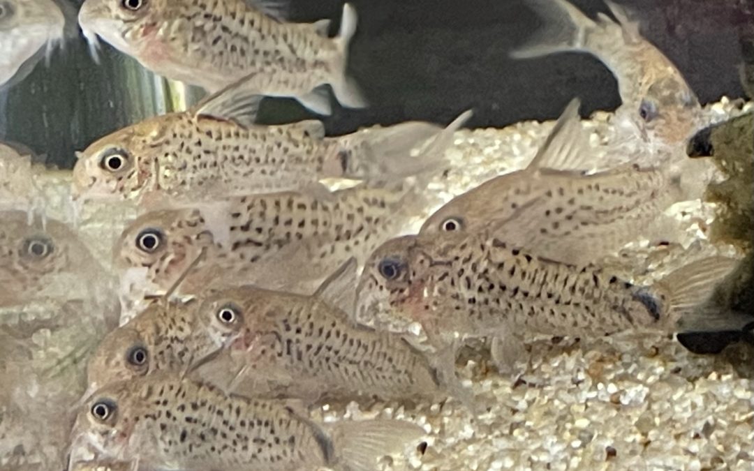 ワイルド&ブリード入り混じり