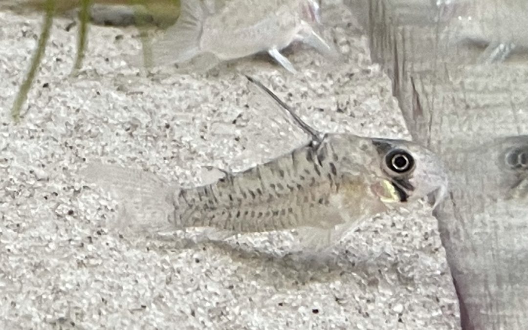 アイバンド・ロレトエンシス