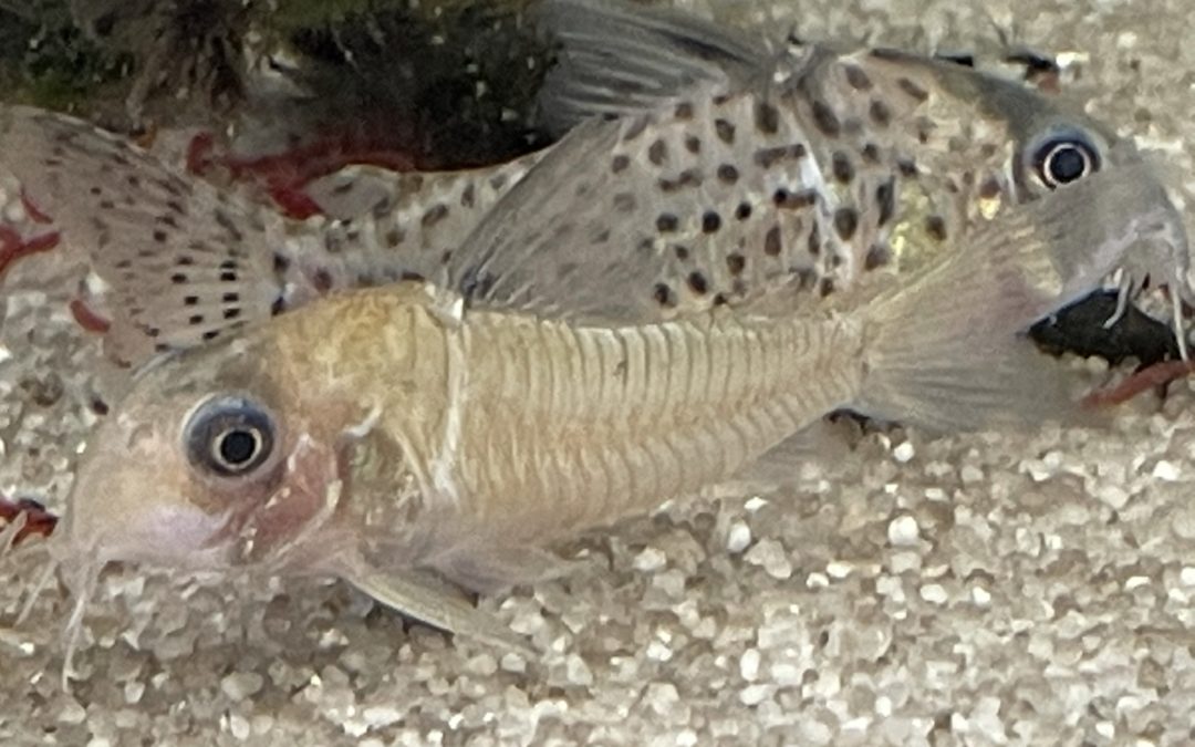 リアル・ポタロエンシス