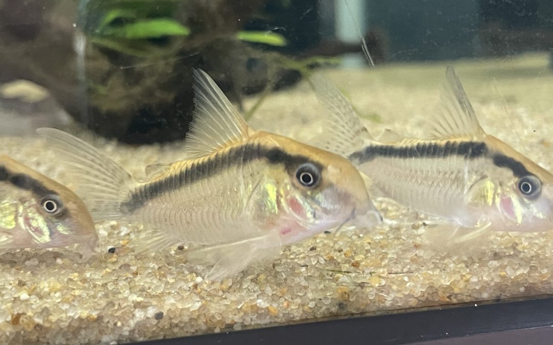 本当にニュー・エヴェリナエ？