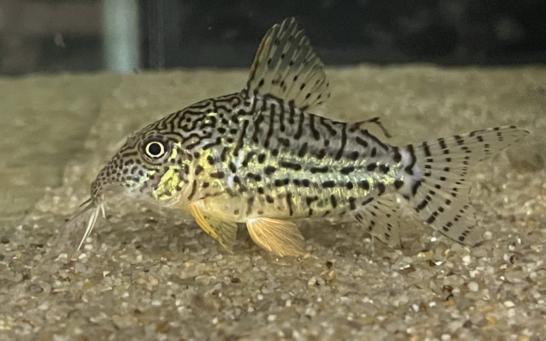 ハラルドシュルツィ