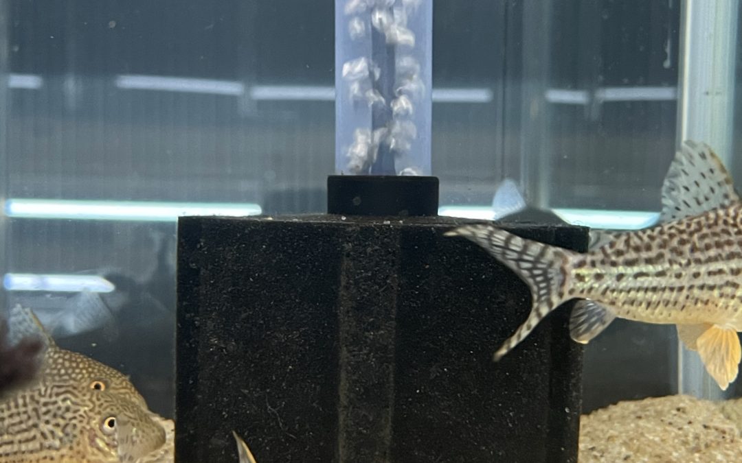 コリドラスに最適なフィルター