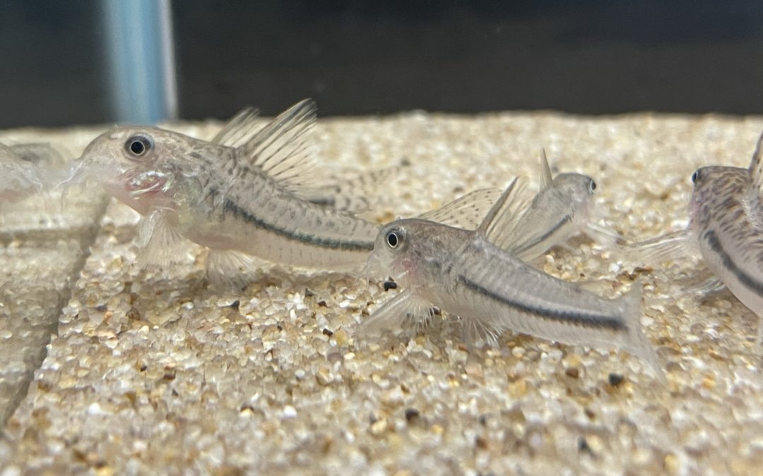 クリスタルアズールは、コリドラスじゃない？