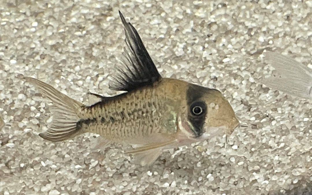 ワイルドは、やっぱり体型が凄い！！