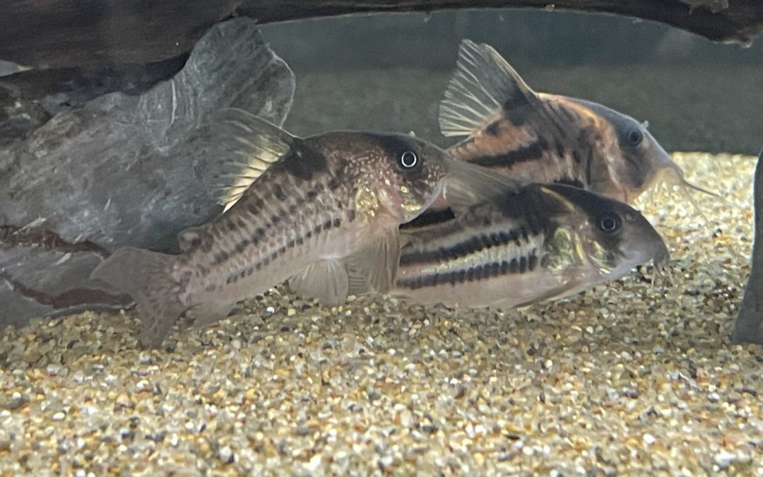 不思議なライン系