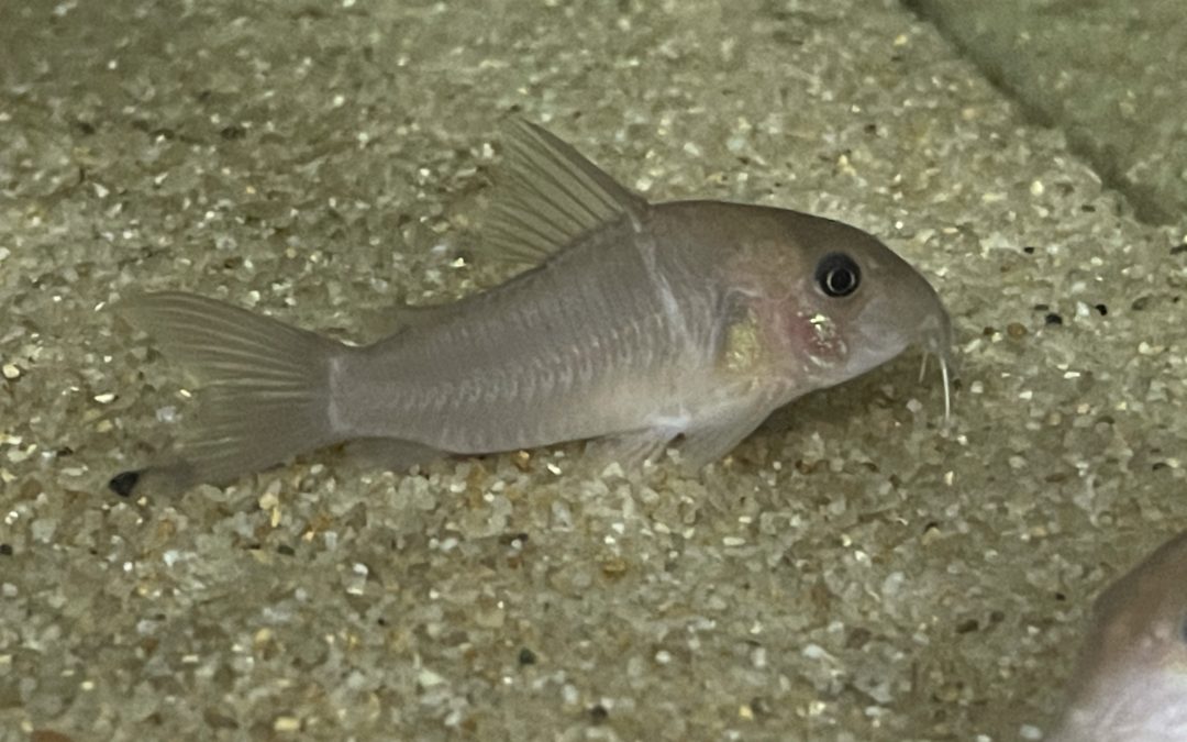 無地なコリドラス