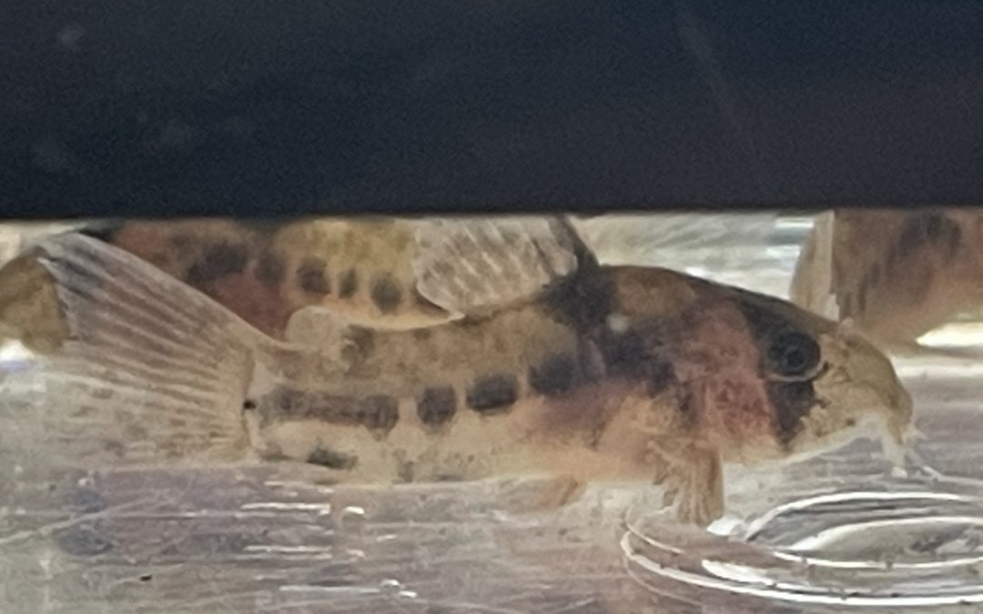 ラインもしっかり