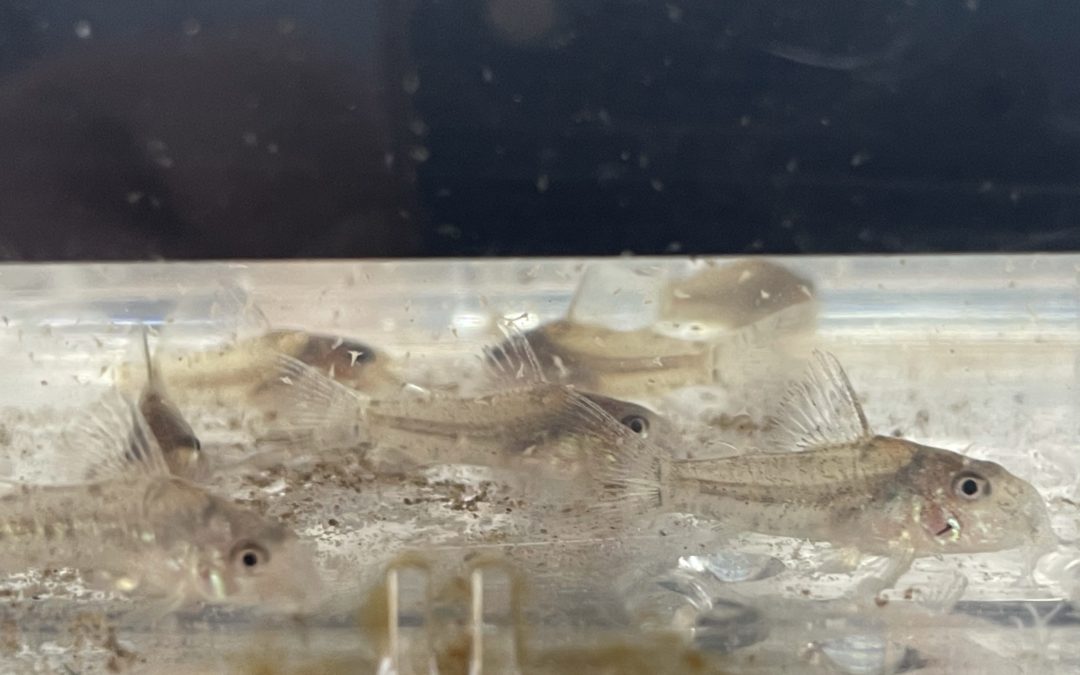 消えつつある幼魚斑