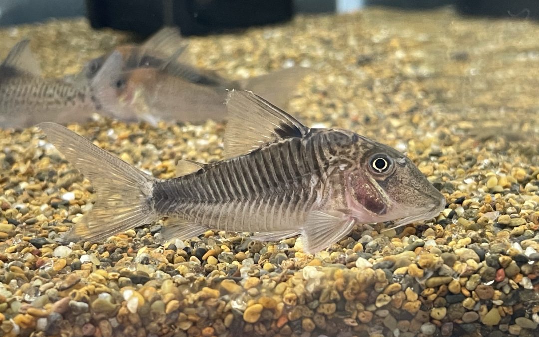 前々から欲しかったので