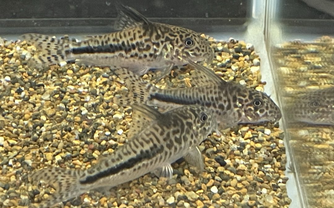 こっちはセミロングノーズになるのかも？