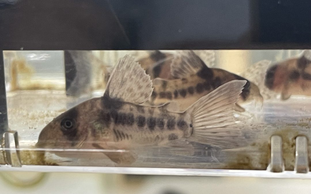 アンダーライン