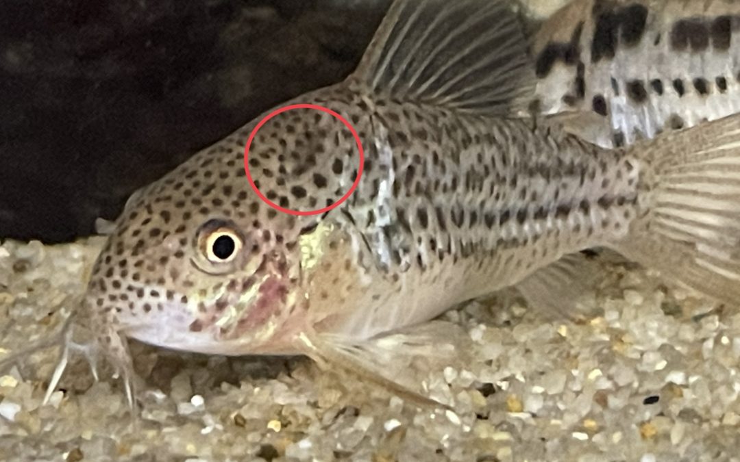 ガラナじゃなくてボンディー