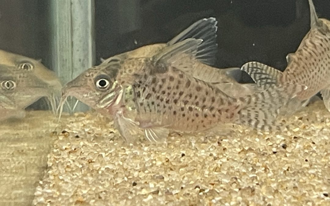 渋いコリドラス