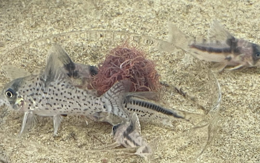 ワイルドと一緒に