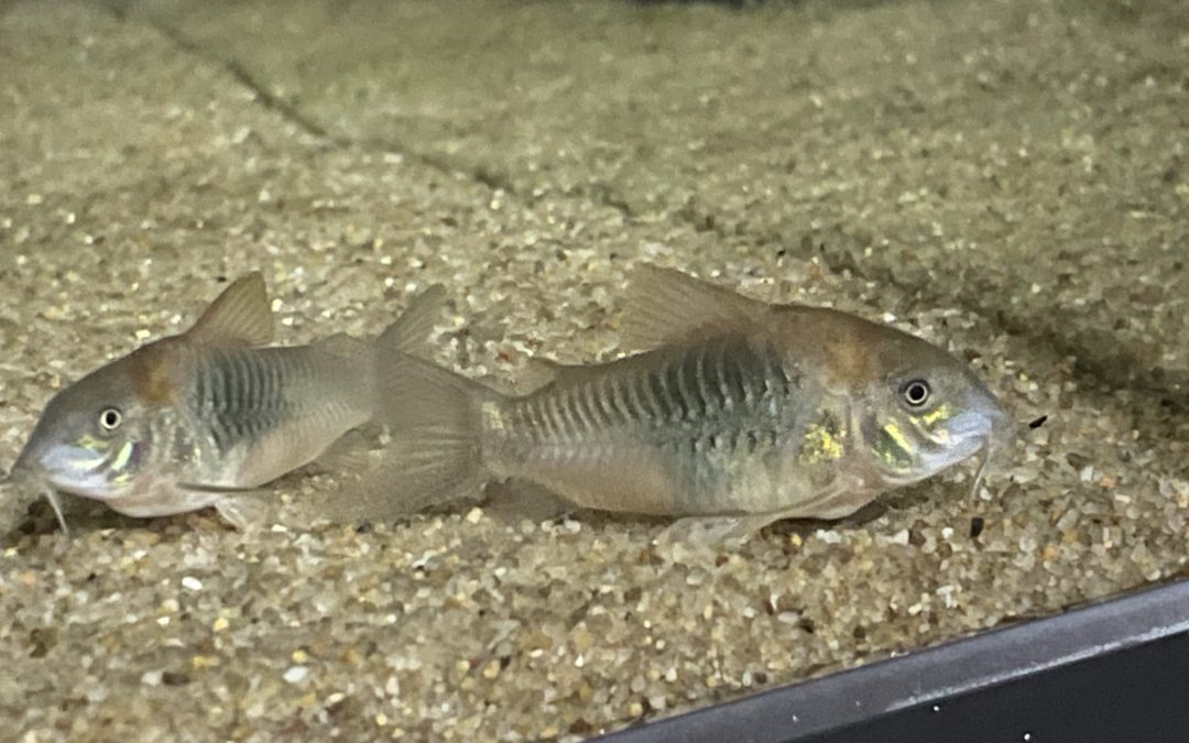 風変わりなアエネウス