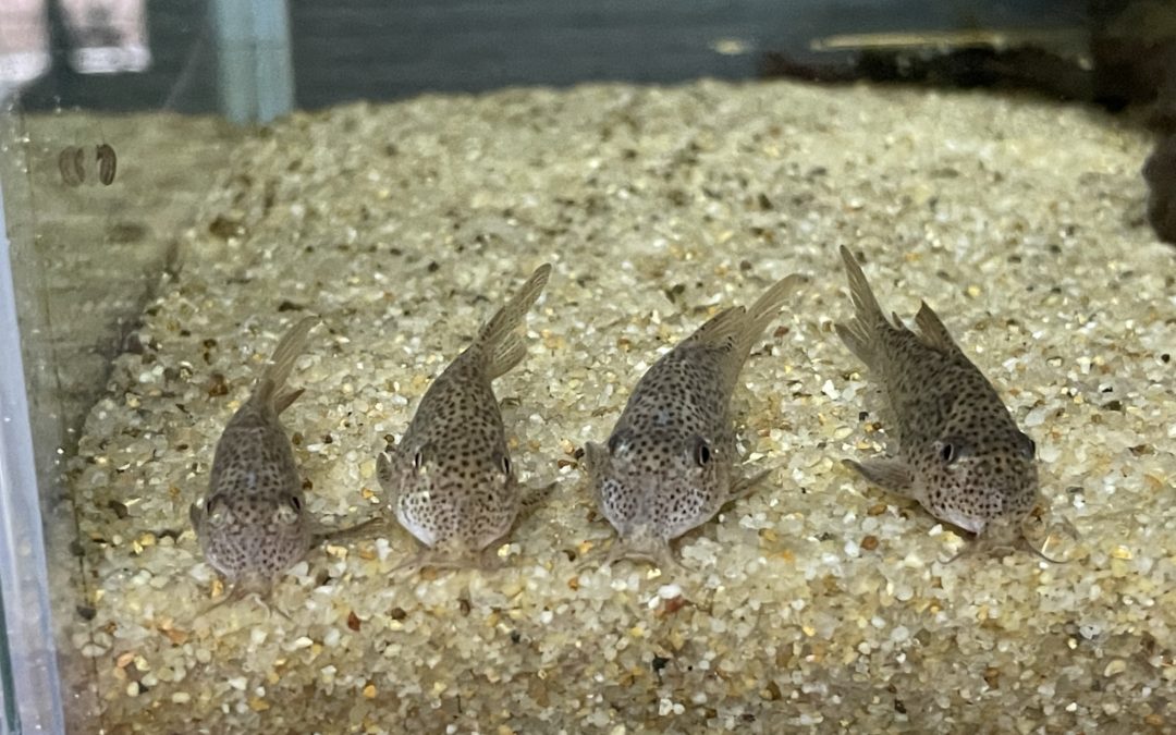 ガラナⅢの居場所