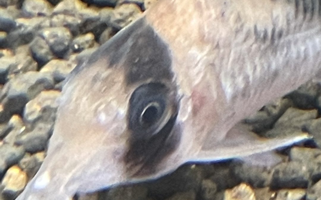 ネブリナエの体調不良改善