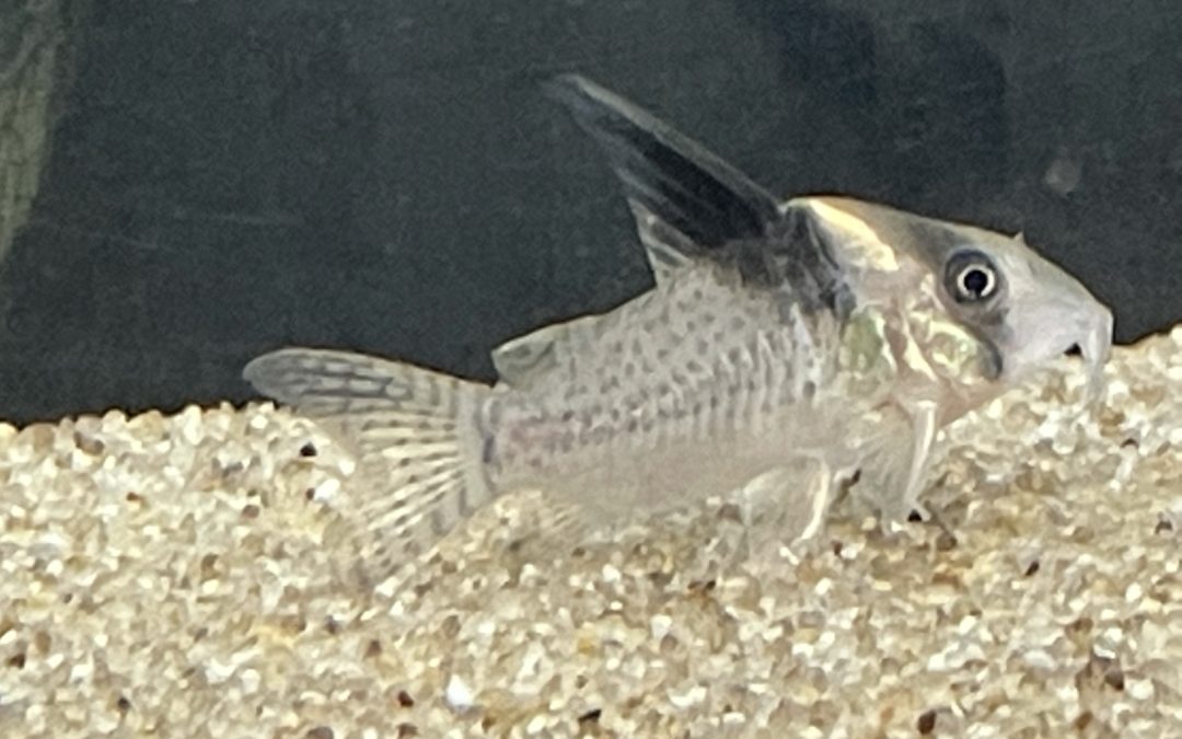 ブレビロっぽい奴？