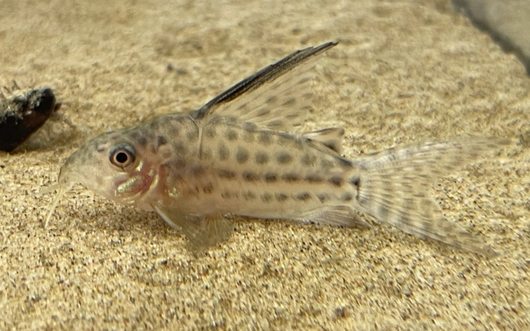 セミロングノーズのブリード個体