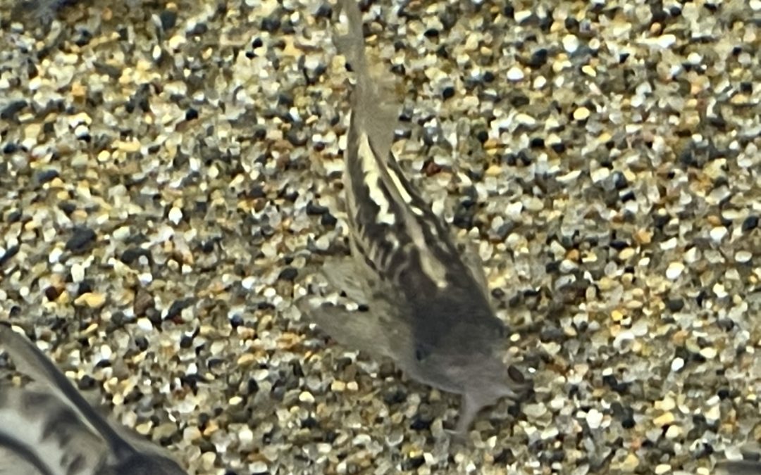 ゴールドの輝き