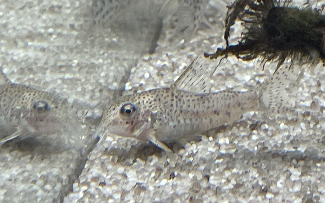 これ誰でしたかね？