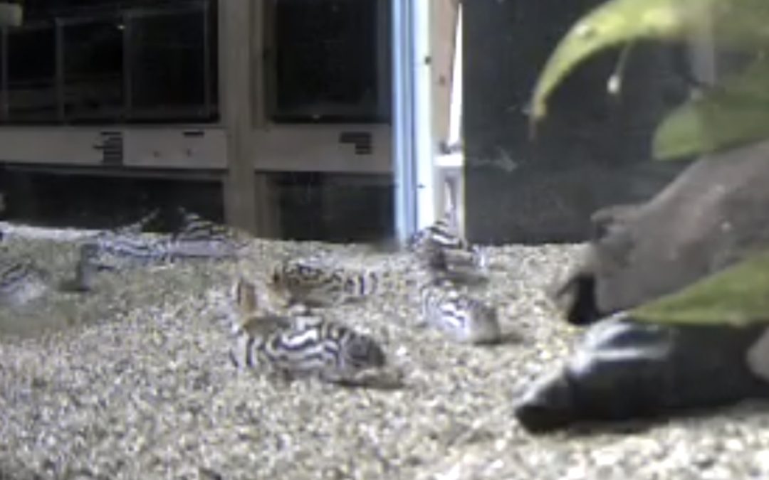 コリドラスに思う事…