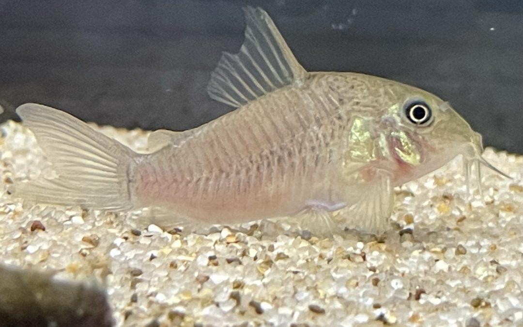 得体の知れない値下がりとは無縁なコリドラス！？