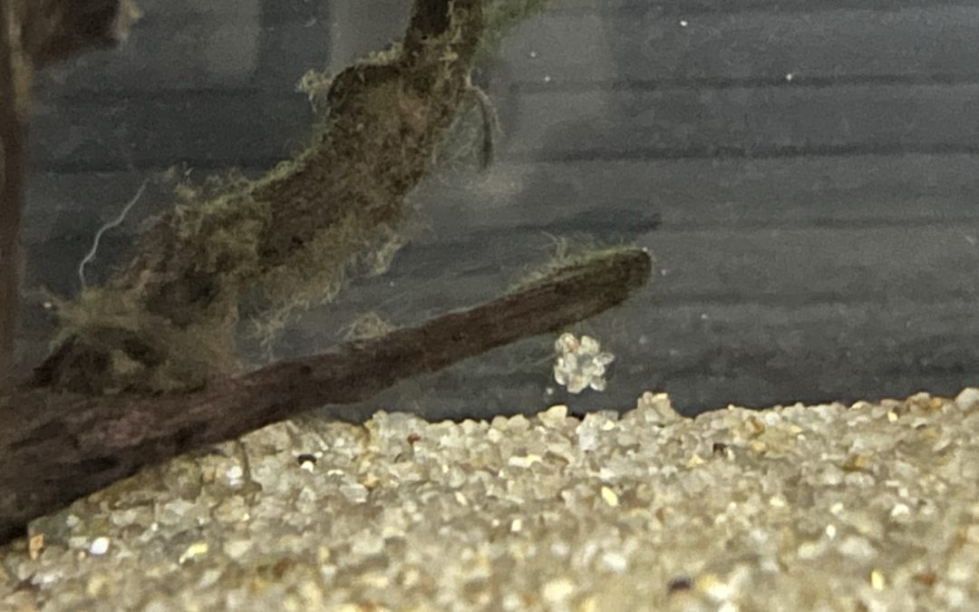 いつもの年より早い！