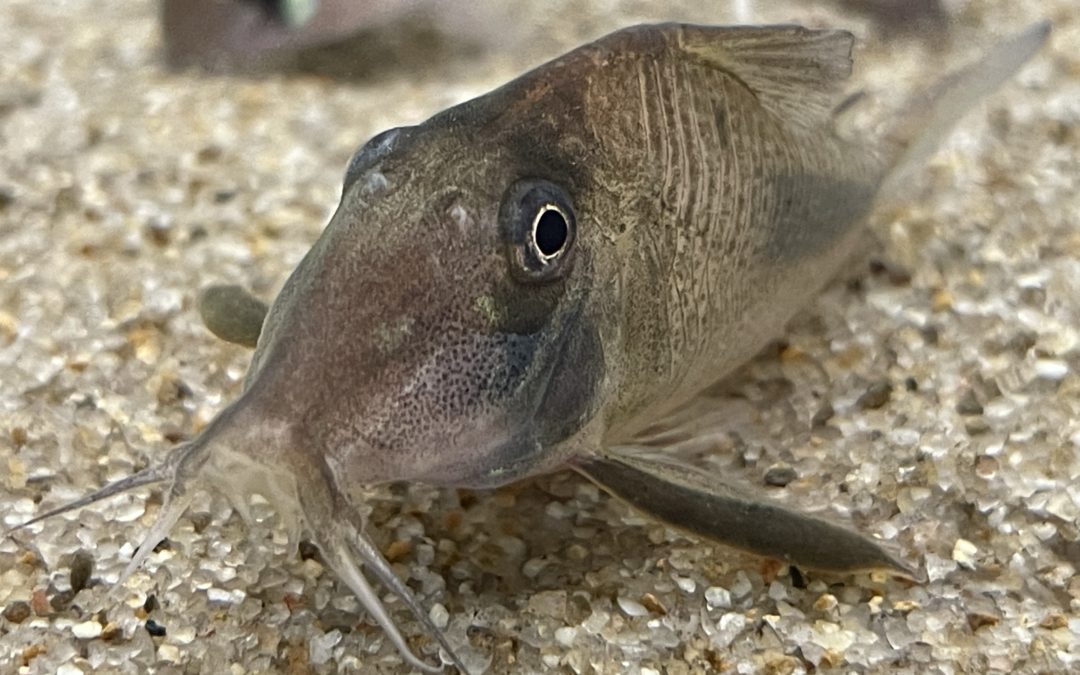 アマパエンシス