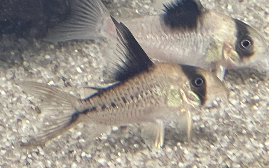 点々アクセル、ブリードしてみる？