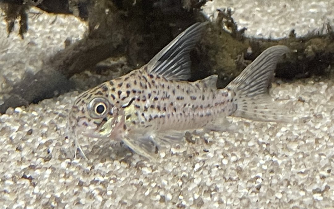 10年以上生きている！