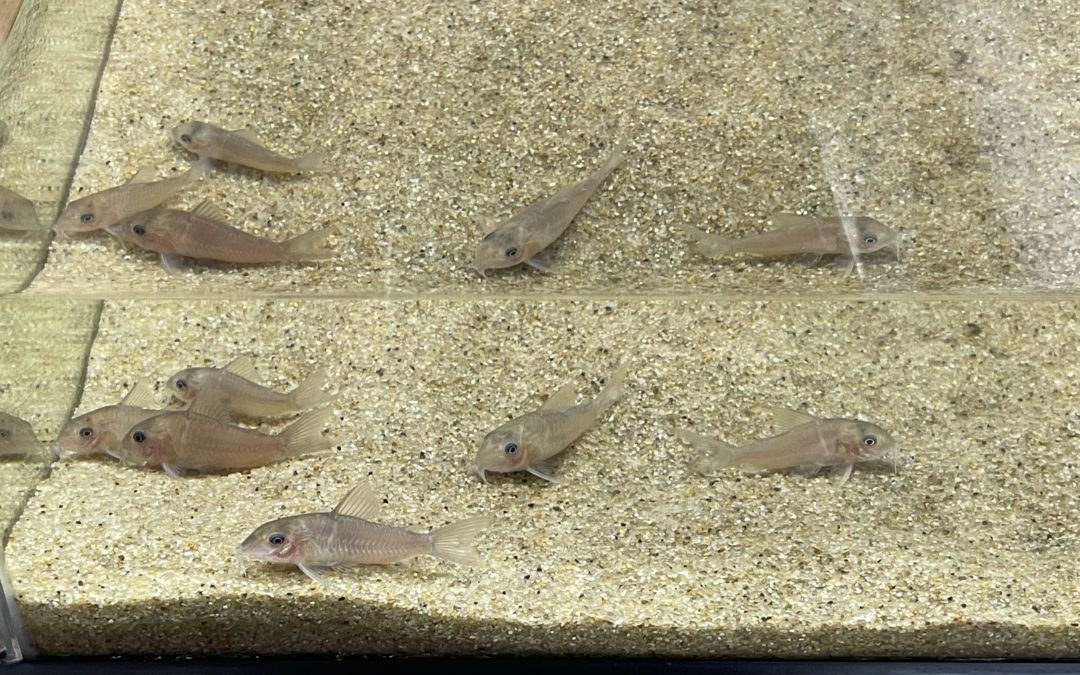 水換えついでに171番を