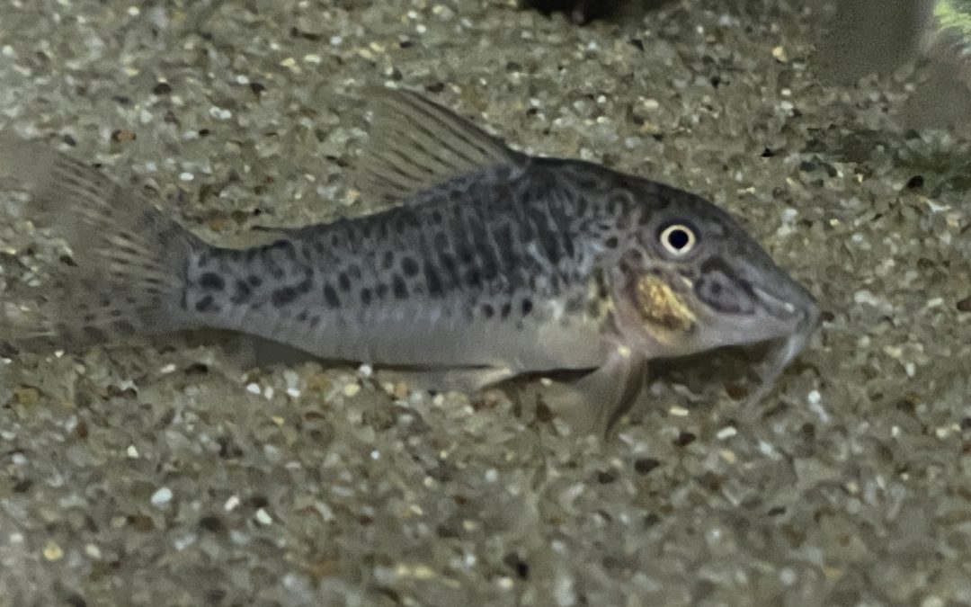 ３匹目、でも１匹しか居ない現実。