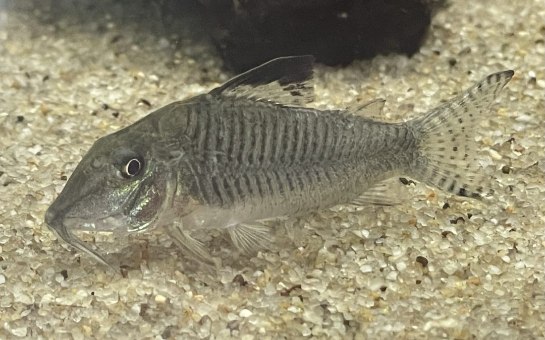 ブラックトップなロングノーズと言えば…