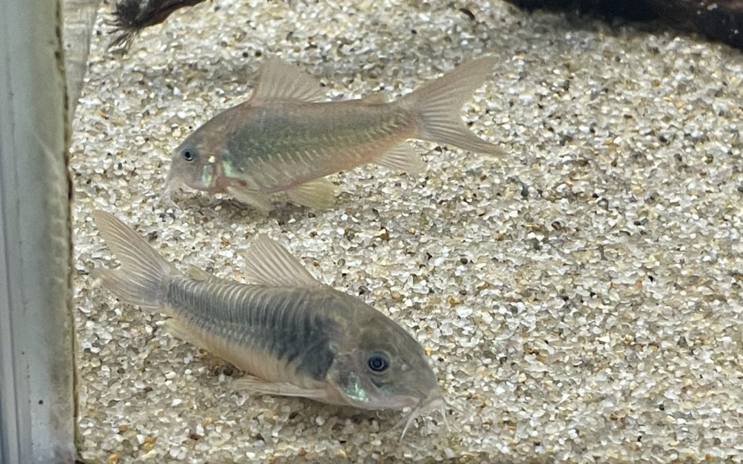 緑のアエネウス