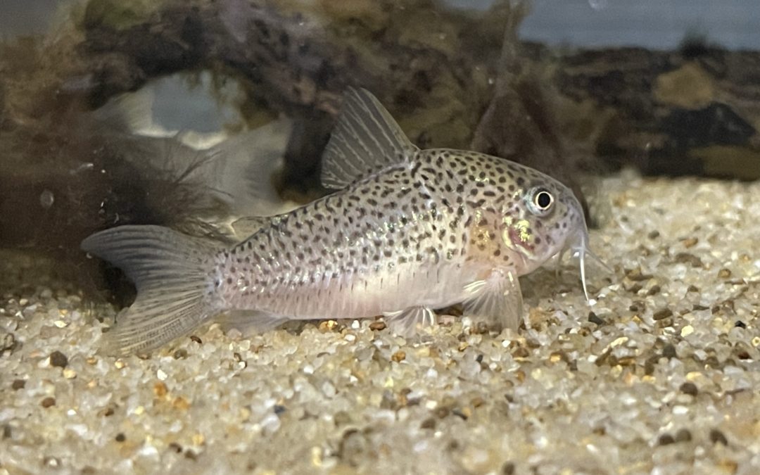 シングー水系のスポットタイプ