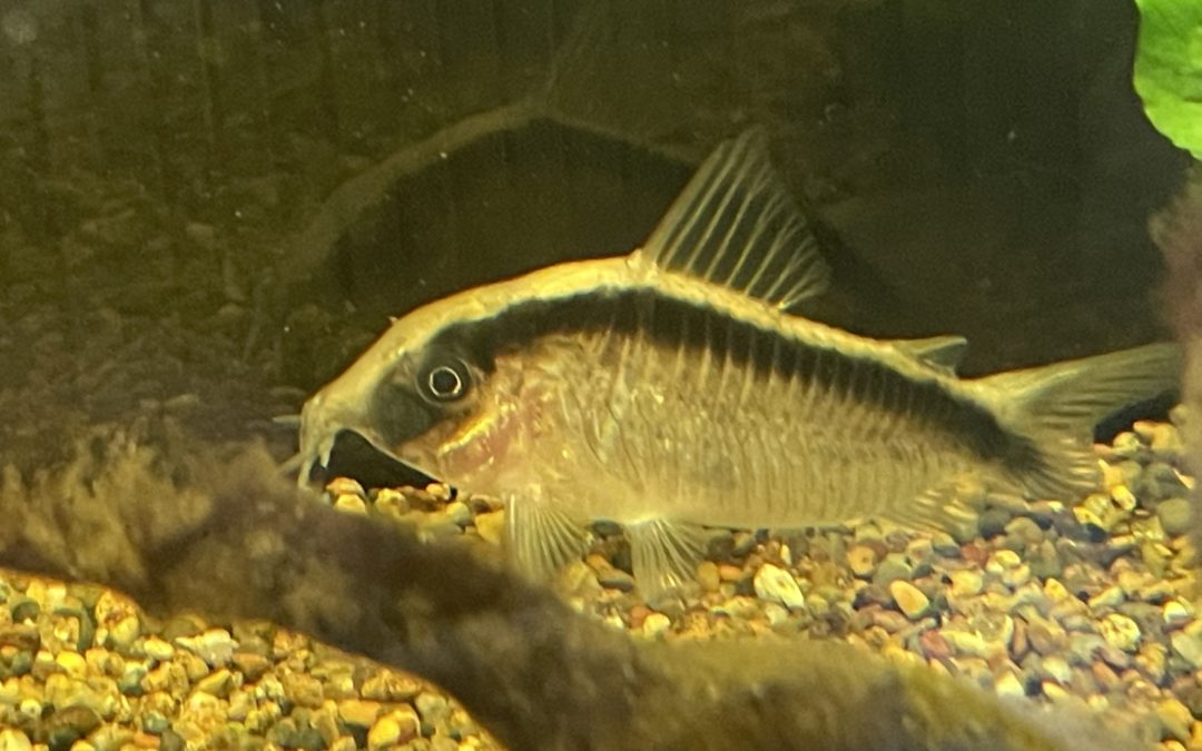 コロンビアの蒲鉾 & FSG玉 & 平行玉