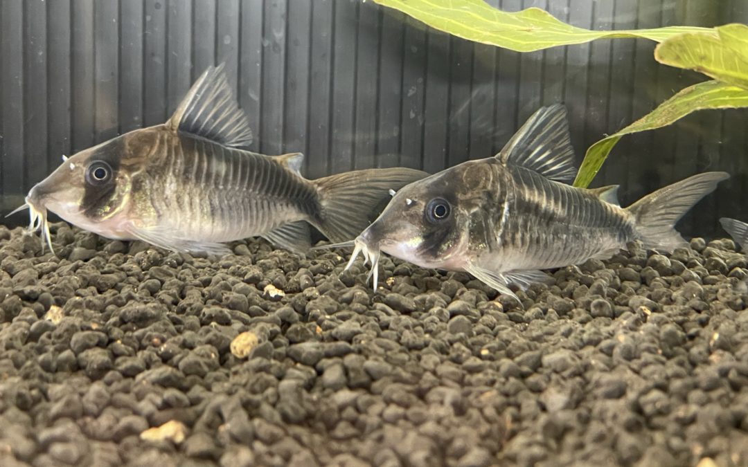 ブリードの件 & ワイルドの件