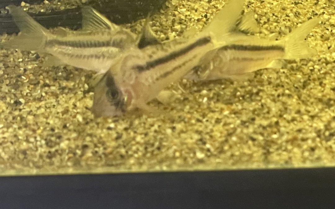 ヴァウペス・バーゲシィ他