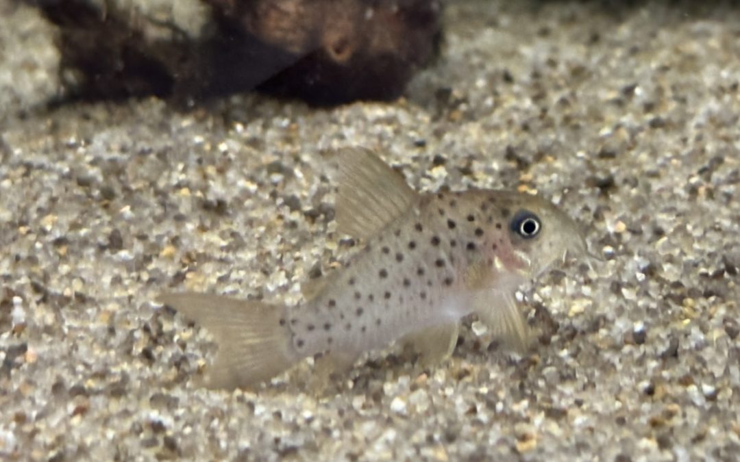 ヨッシャー超久しぶりの入荷！？ ＆ YouTube動画３本追加