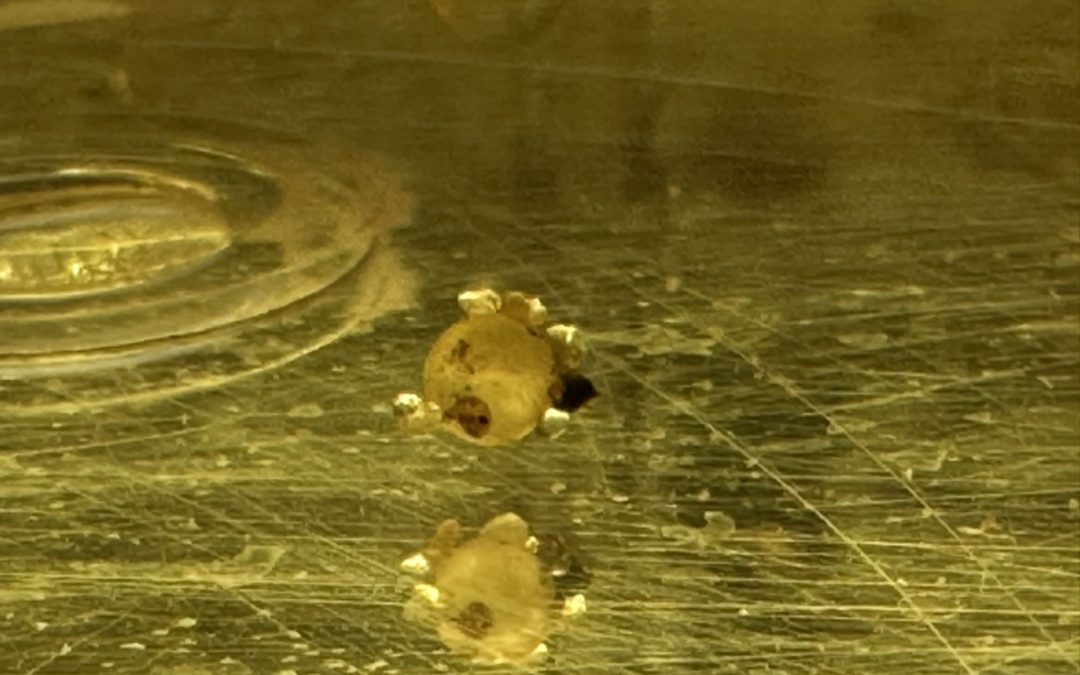 久しぶりの採卵