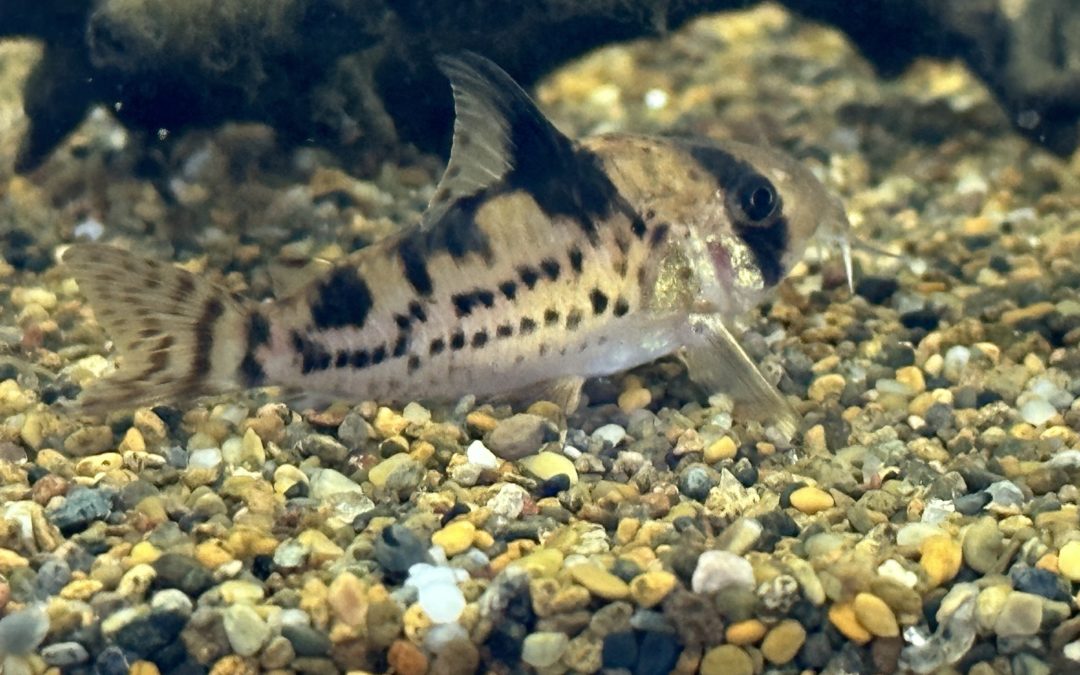 色々なコリドラス達