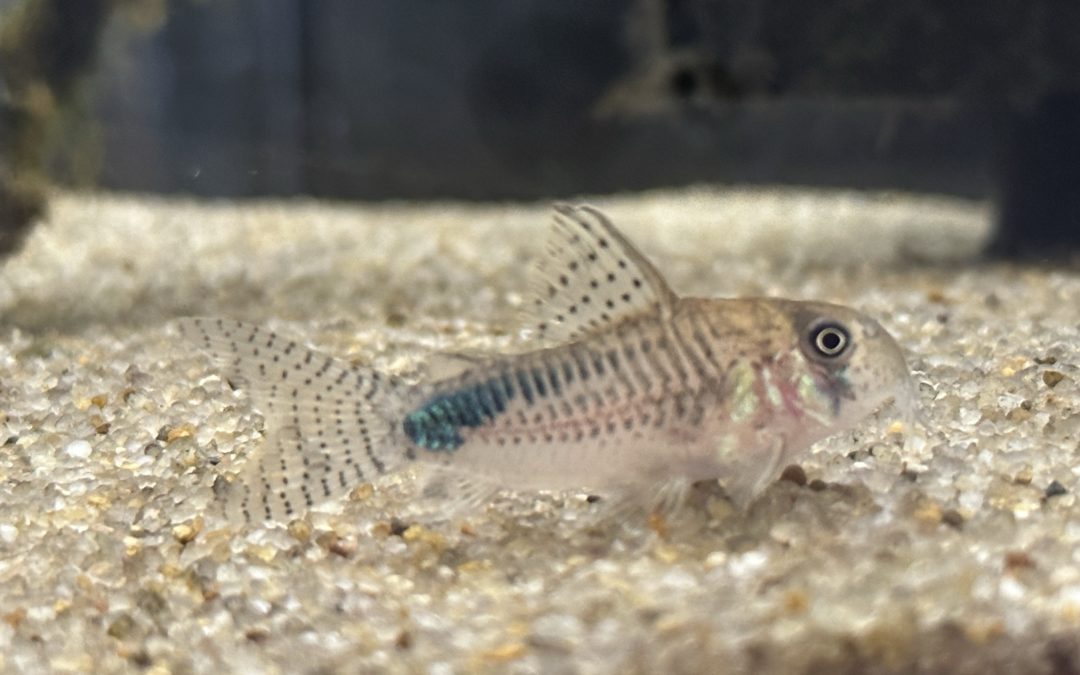 その後のミラグロ & ナイスニィも産卵！