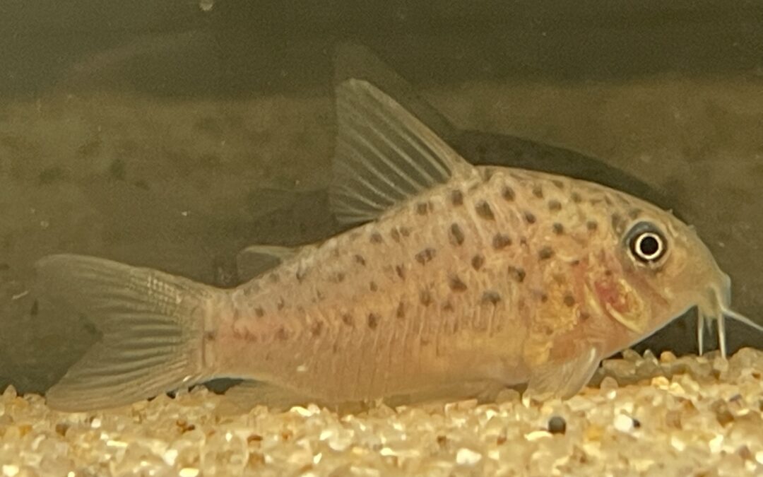 色々な販売名、価格も様々！