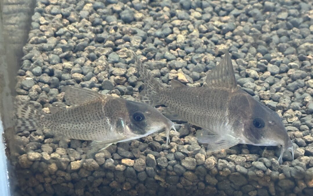飼育が難しい種類