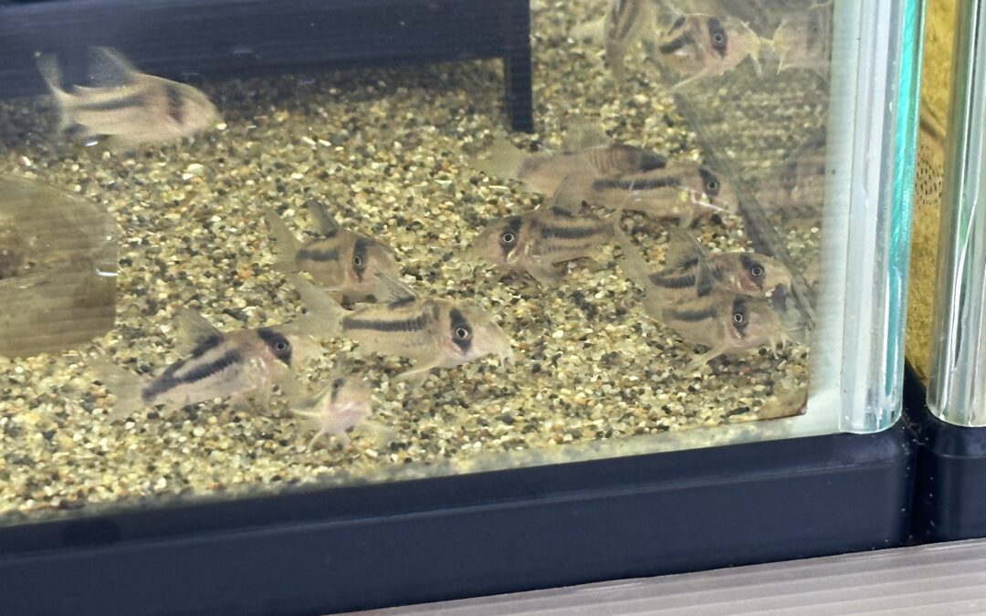 ブリードコリドラスとブリード狙ってみます。