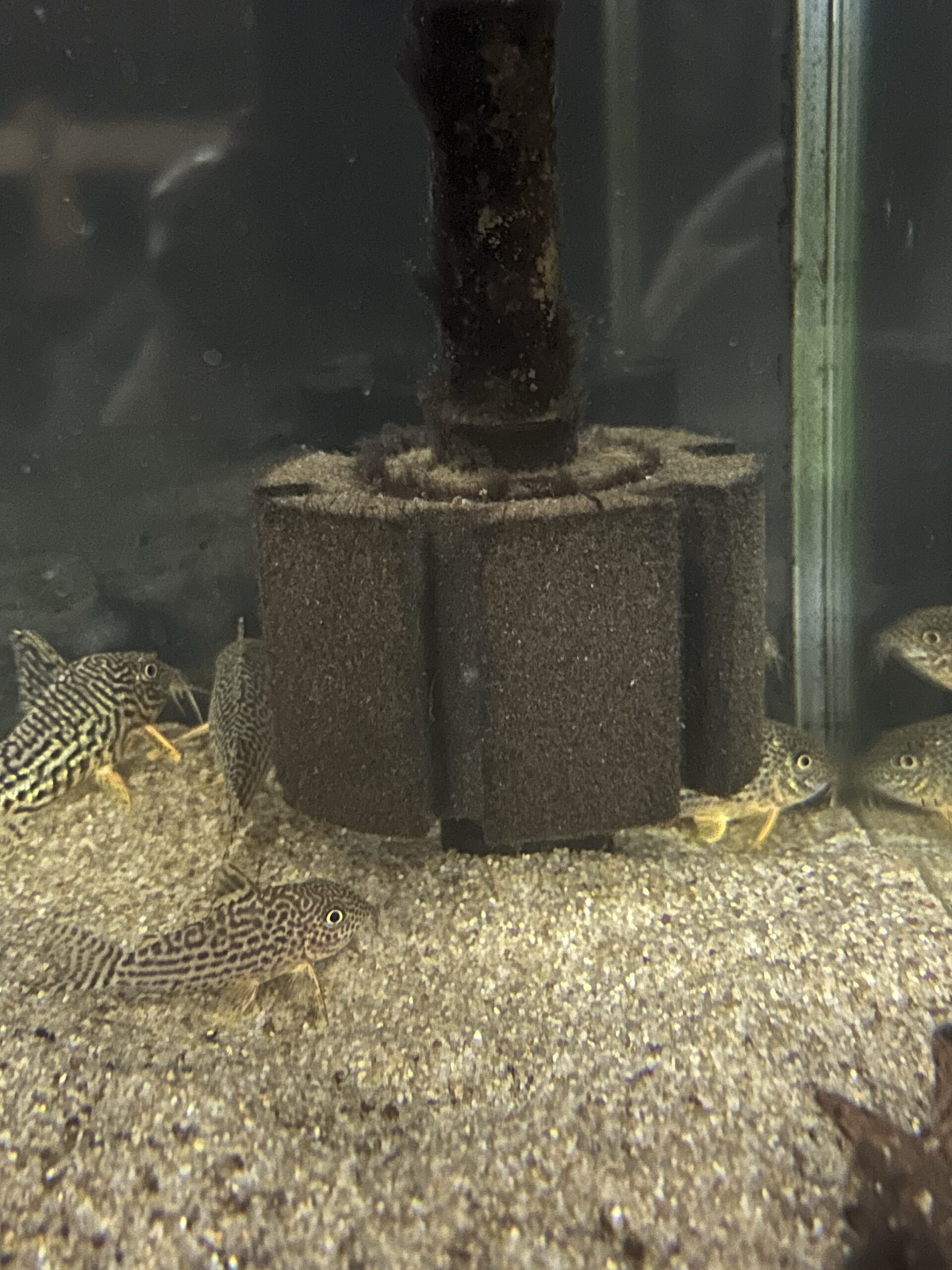 コリドラスにはスポンジフィルター & 餌 | コリコレミュージアム