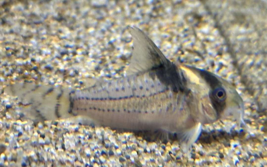 やっと巡り会えた！ & その後のゴメス & 卵