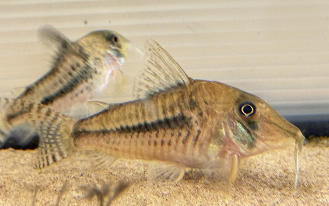 その後のゴメスとスコーピオン & 成長録