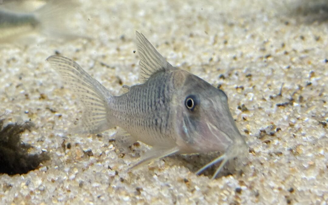 ルイーザ & ブリード狙い